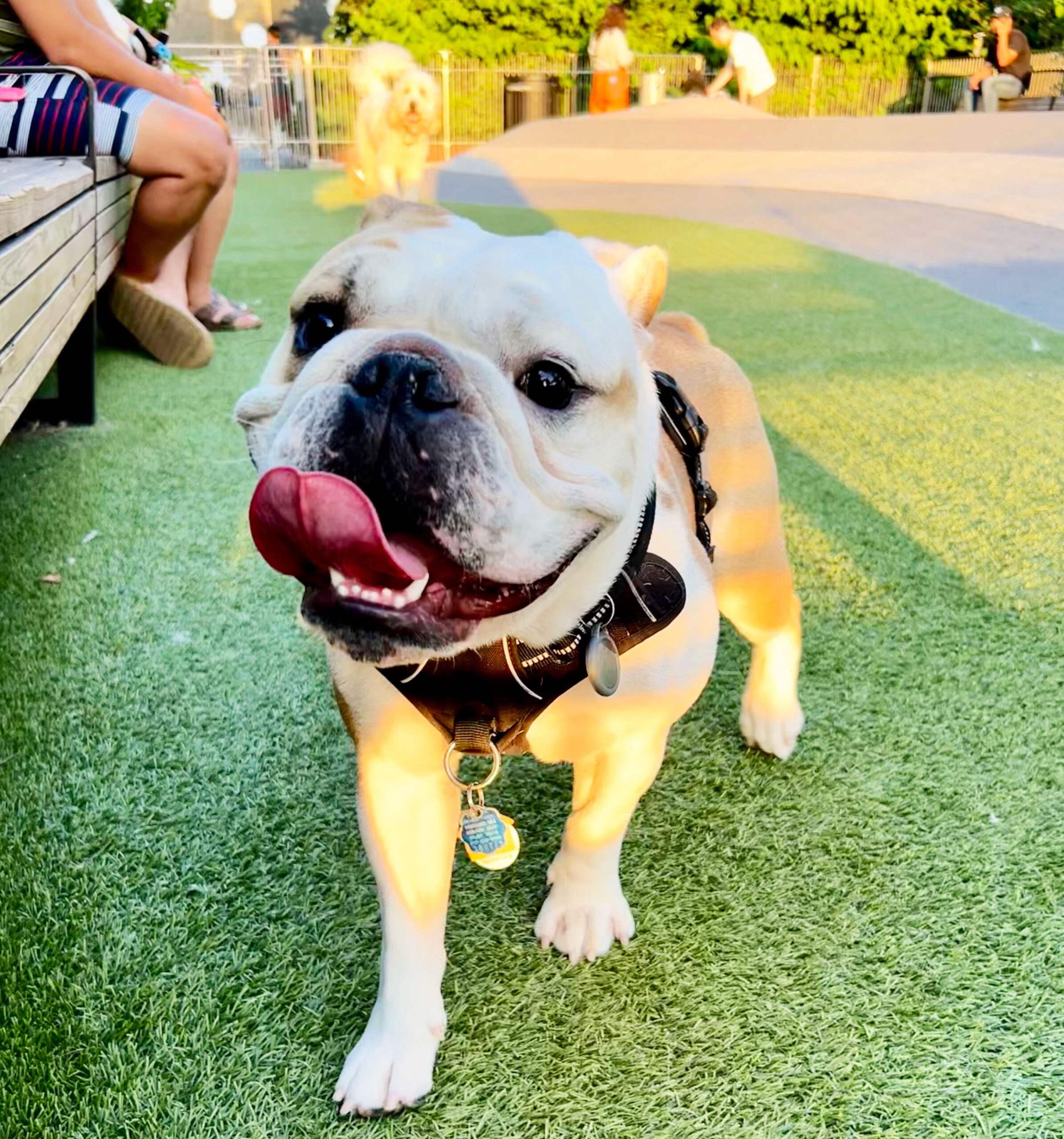 Stylish French bulldog with sunglasses posing with a taco by a colorful Brooklyn graffiti mural